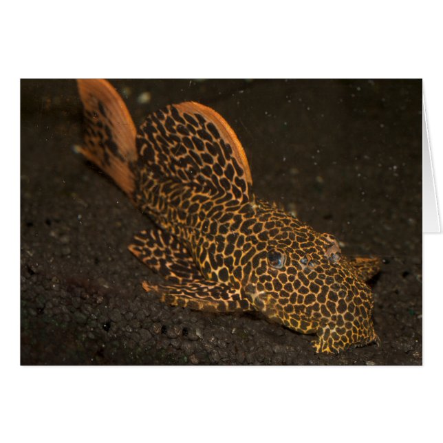 Peckoltia Compta (Devant horizontal)