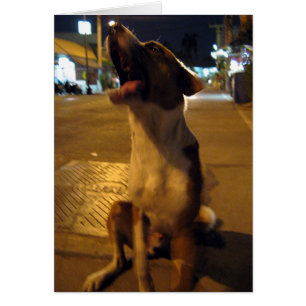 Pee Mai... Soi Dog, Thaïlande