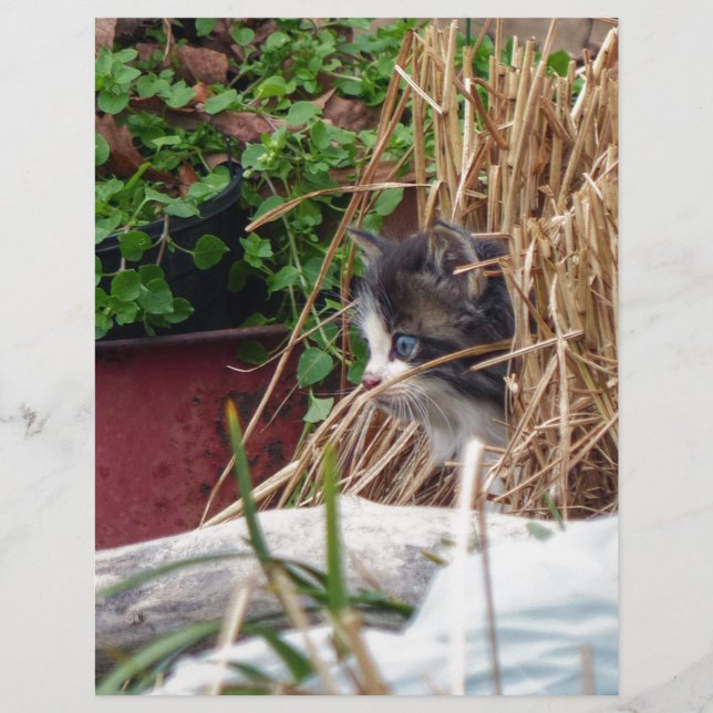 Peek-a-Boo (Devant)