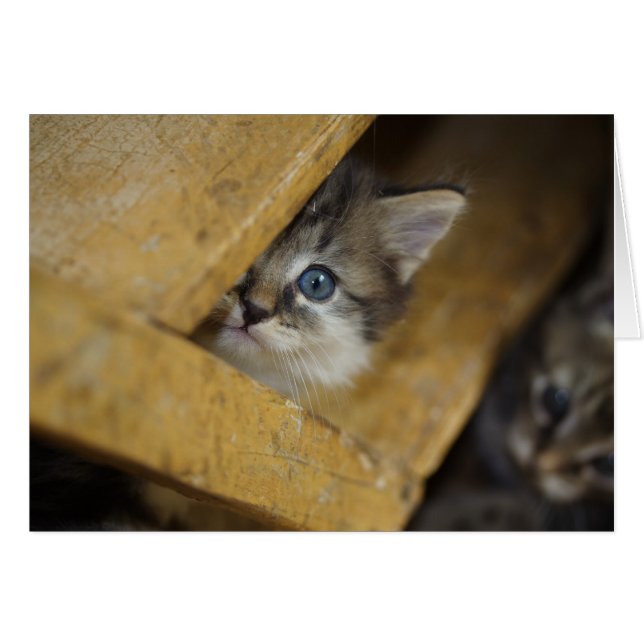 Peek-A-Boo (Devant horizontal)