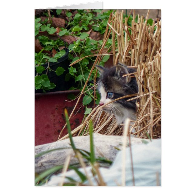 Peek-a-Boo (Devant)