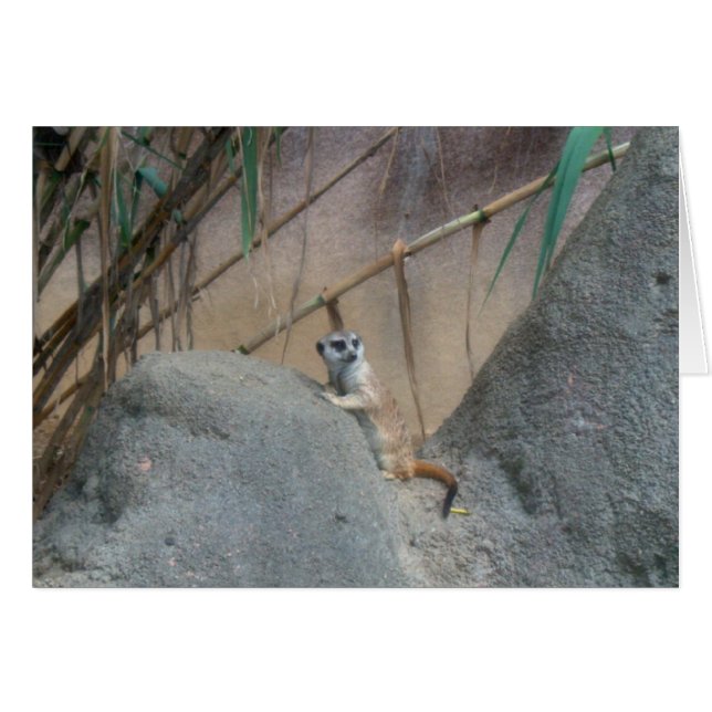 Peerkat Meerkat (Devant horizontal)