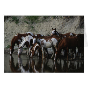 Peignez le boire de chevaux