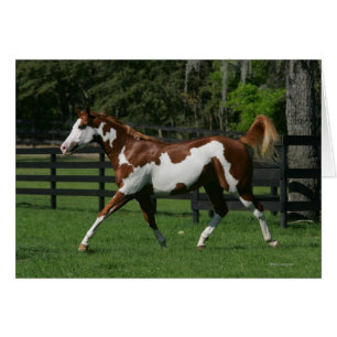 Peignez le cheval courant 1