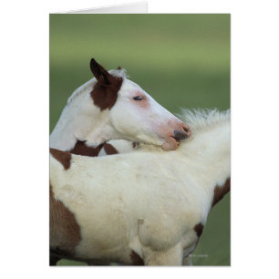 Peindre Foals Jouer