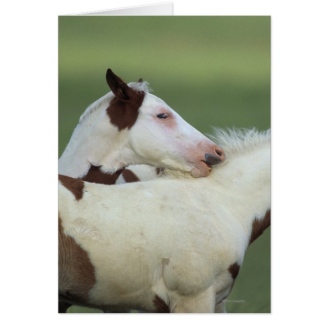 Peindre Foals Jouer (Devant)