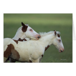 Peindre Foals Jouer