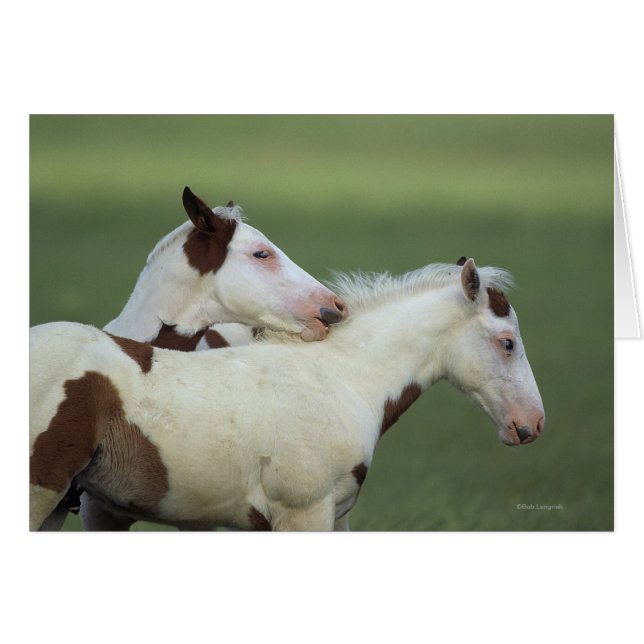 Peindre Foals Jouer (Devant horizontal)
