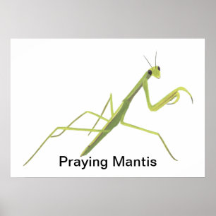 Peindre Mantis Peindre Posters Personnalisés