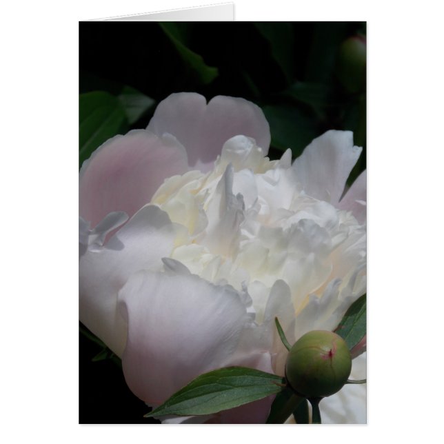 Peine patrimoniale (Devant)