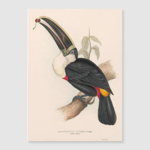 Peinture animalière d'antiquités Toucans