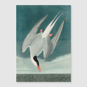 Peinture de faune d'oiseau de Stern d'Arctique Aud