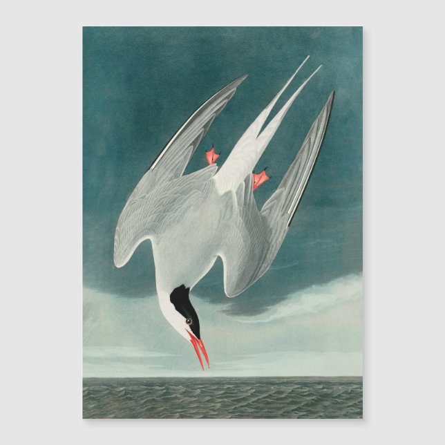 Peinture de faune d'oiseau de Stern d'Arctique Aud (Devant)