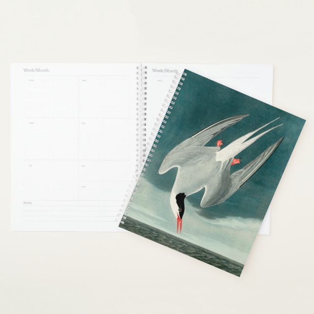Peinture de faune d'oiseau de sterne arctique Audu (Devant avec enveloppe)