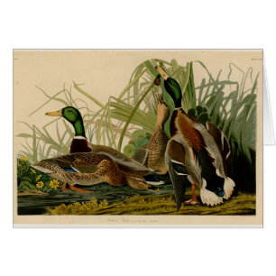Peinture d'oiseaux de Mallard Duck Audubon