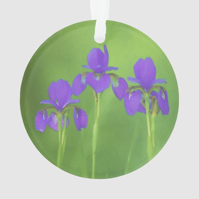 Peinture Iris Violet - Art Floral Original (dos)