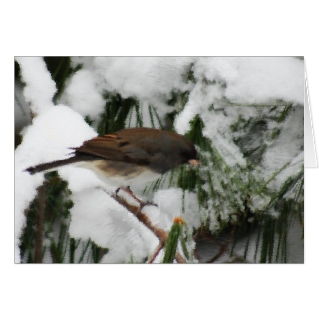 Peinture Junco Songbird (Devant horizontal)