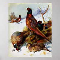 Peinture vintage / Poster de faisan à anneaux