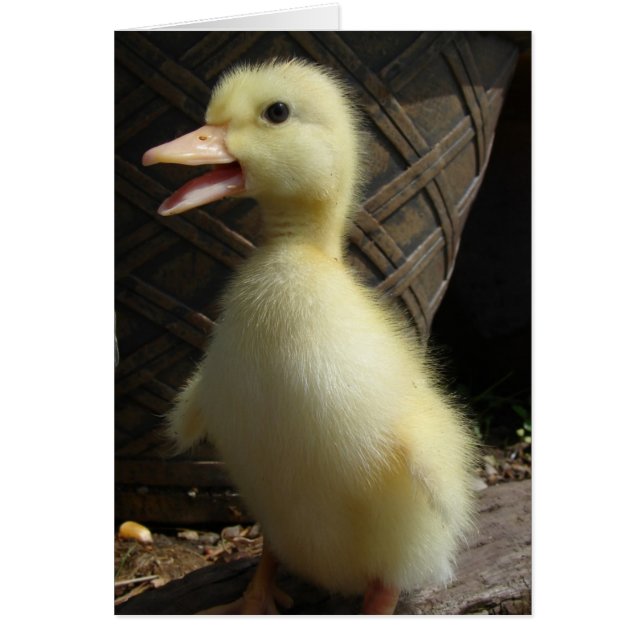 Pekin Duckling (Devant)