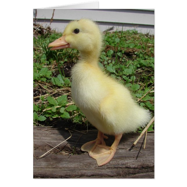 Pekin Duckling (Devant)