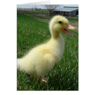 Pekin Duckling