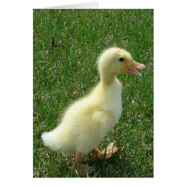 Pekin Duckling (Devant)