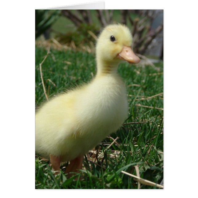 Pekin Duckling (Devant)