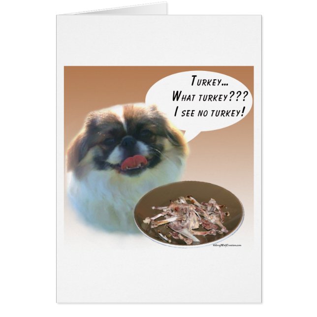 Pekingese Turquie (Devant)