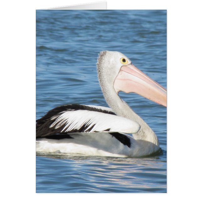 Pélican australien (Devant)