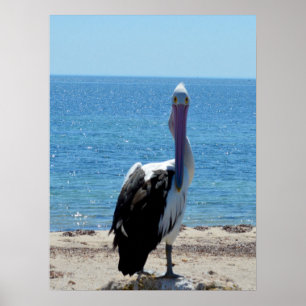 Pélican Avec "Look", Poster