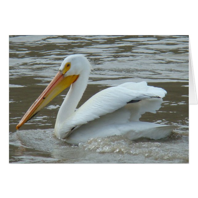 Pélican blanc B14 sur la rivière boueuse (Devant horizontal)