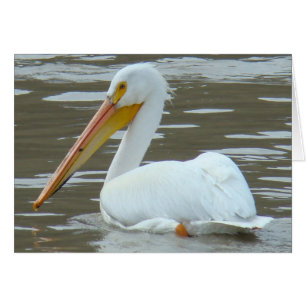 Pélican blanc B15 sur eau boueuse