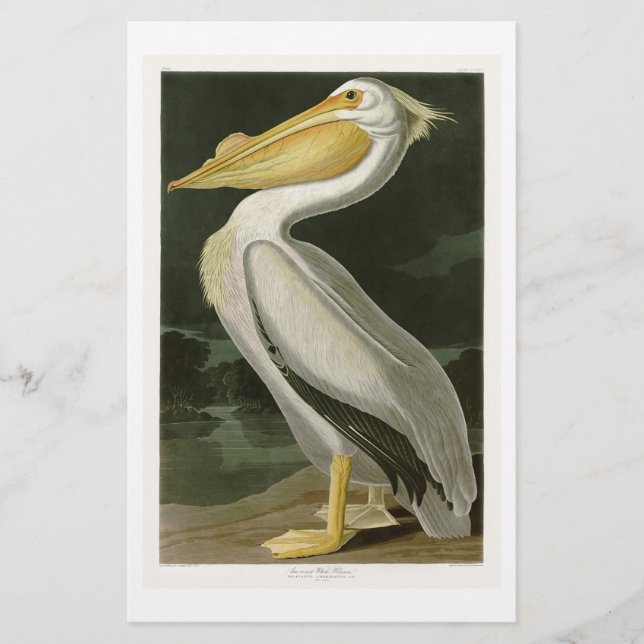 Pélican blanc John James Audubon Oiseaux d'Amériqu (Devant)