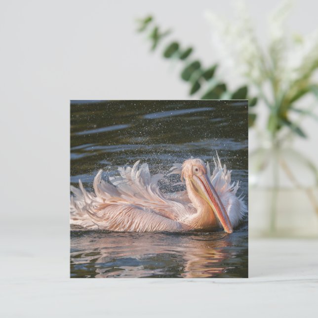 Pélican en mouvement (Debout devant)