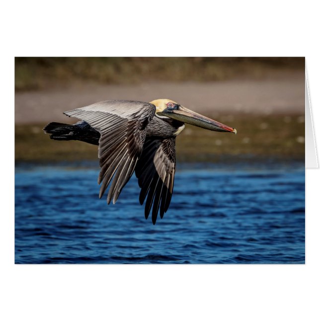 Pélican en vol (Devant horizontal)