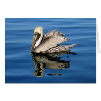 Pélican flottant