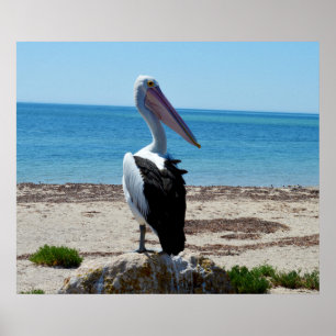 Pélican On Beach Rocks, Poster