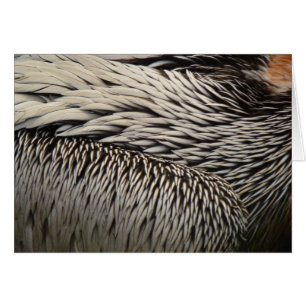 Pélican Plumes Photographie Abstraite de la nature