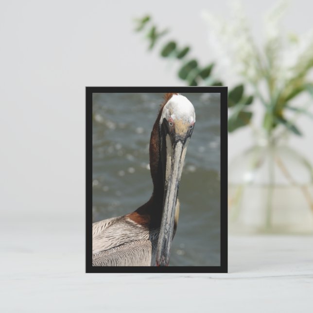 Pélican Regarder ma carte postale de vacances (Debout devant)