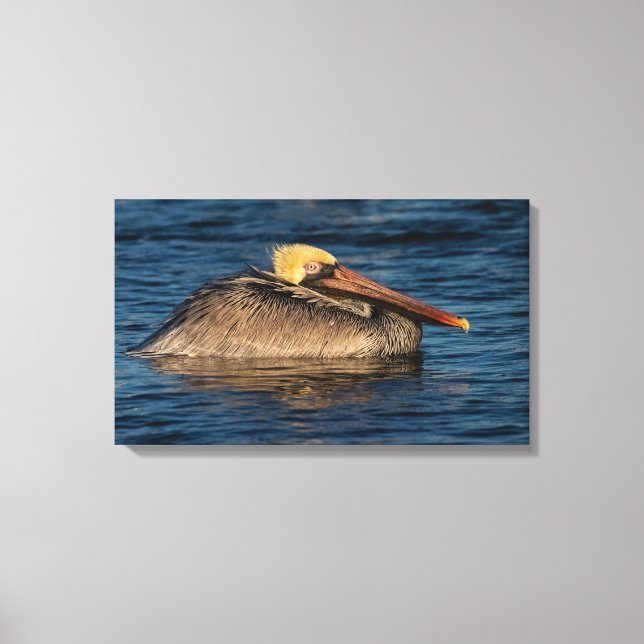 Pélican repose dans la toile d'eau Imprimer (Recto)