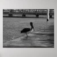 Pélican sur quai - Poster noir & blanc