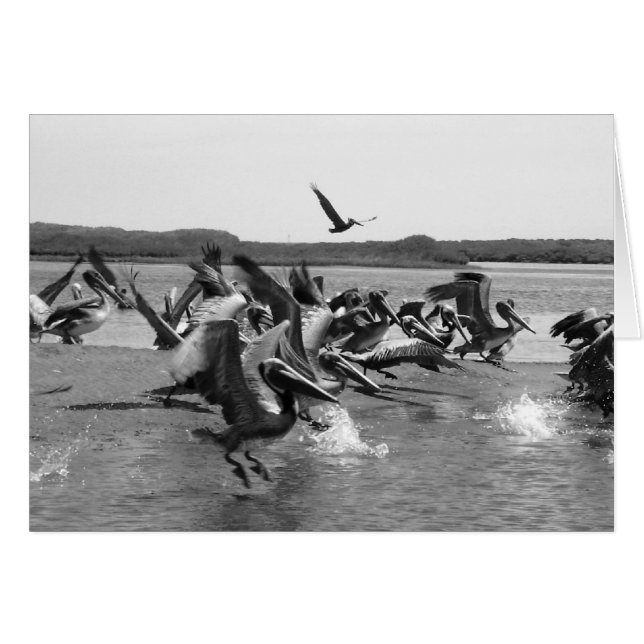 Pélicans (Devant horizontal)