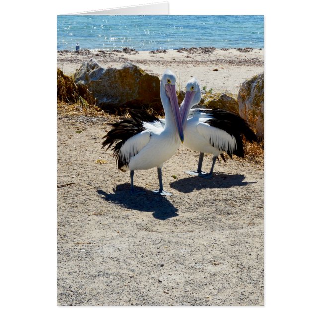 Pélicans Amoureux, (Devant)