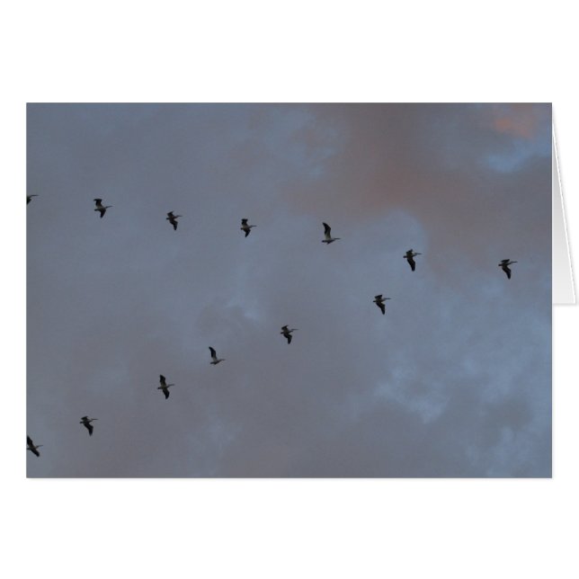 Pélicans blancs en vol (Devant horizontal)