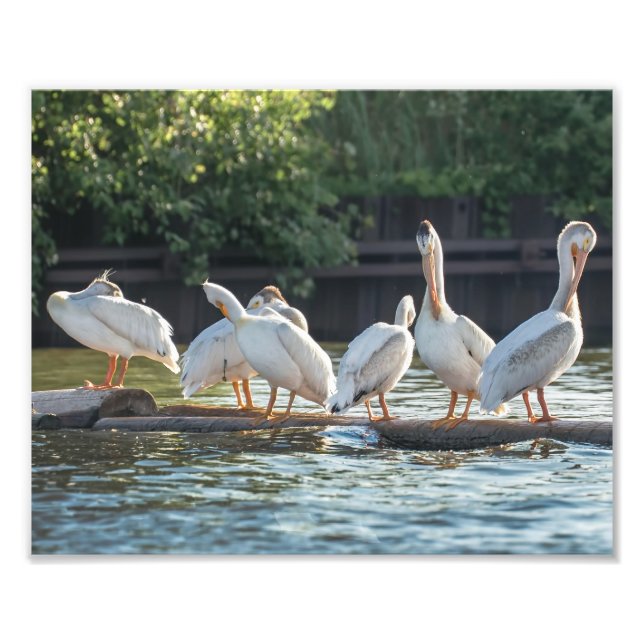 Pélicans blancs sur une photo en rondins Imprimer (Devant)