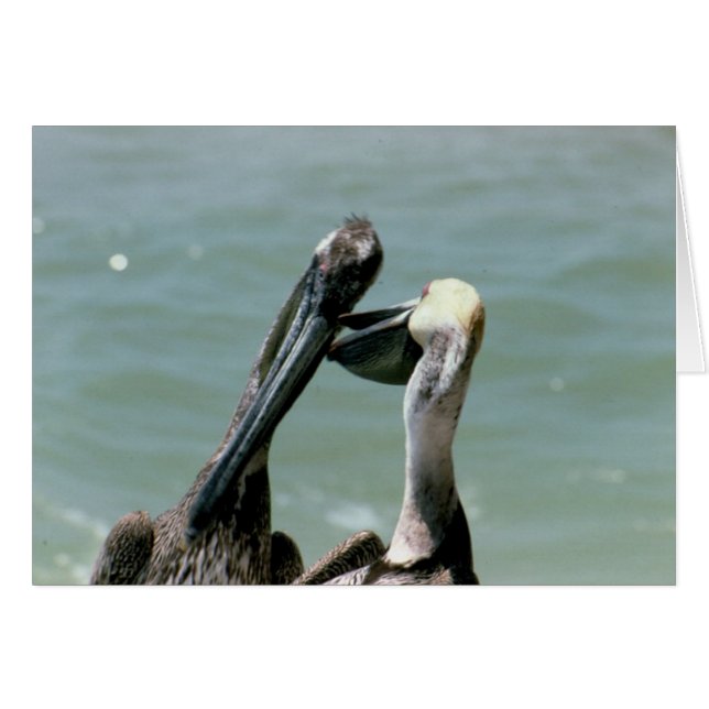 Pélicans Brown en préparation (Devant Horizontal)