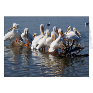 Pélicans Carte de Carénage 5X7