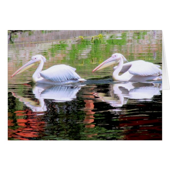 Pélicans nageant dans un lac (Devant Horizontal)