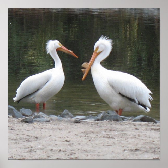 Pelicans Poster Print (Devant)