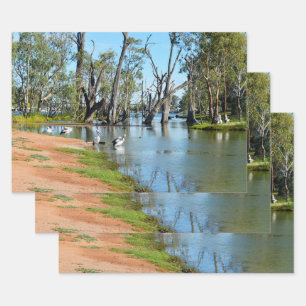 Pélicans se faisant bronzer River Murray, feuilles